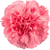 Carnation