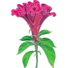 Celosia