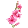 Gladiolus