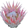 King Protea