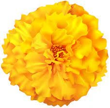 Flower Marigold