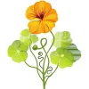 Nasturtium