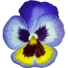 Pansy