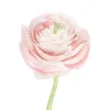 Ranunculus