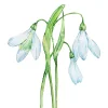 Snowdrop