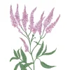 Verbena