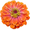 Zinnia